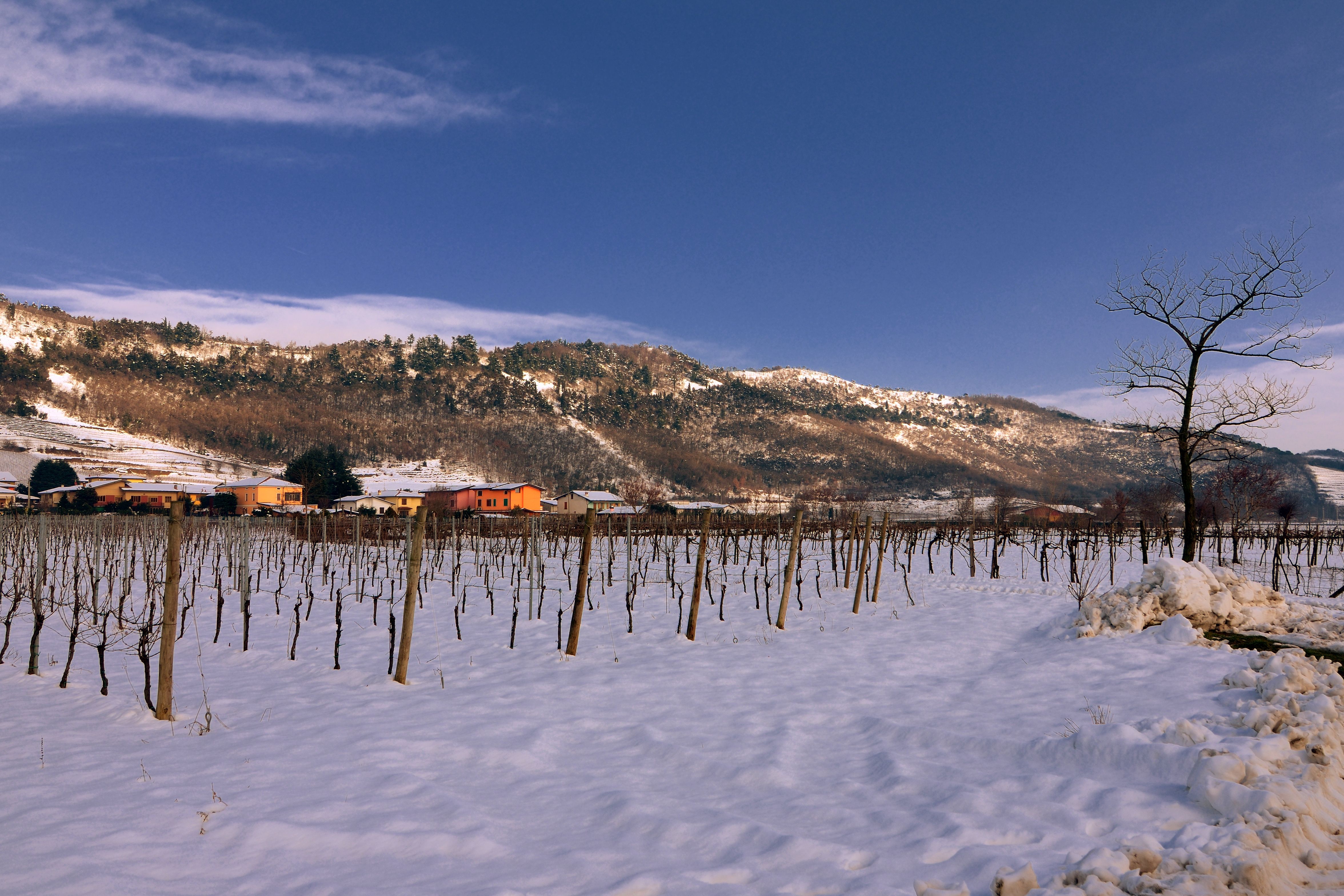 PasqualiMansuetoViadelleBineinnevata